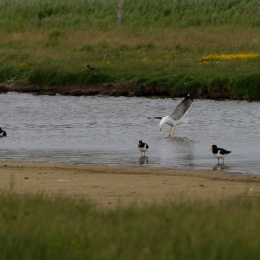 Urlaub2012-06-17_Langeoog_12