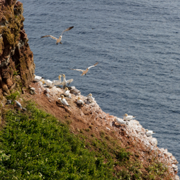 Urlaub2012-06-14_Helgoland_47