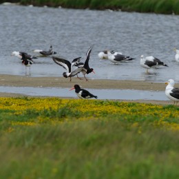 Urlaub2012-06-17_Langeoog_28