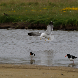 Urlaub2012-06-17_Langeoog_11