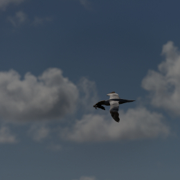 Urlaub2012-06-14_Helgoland_33