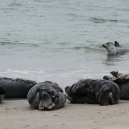 Urlaub2012-06-15_Helgoland_06