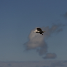 Urlaub2012-06-14_Helgoland_31