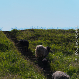 Urlaub2012-06-14_Helgoland_27
