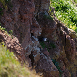 Urlaub2012-06-14_Helgoland_39