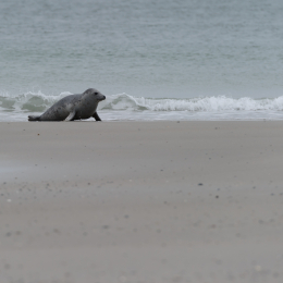 Urlaub2012-06-15_Helgoland_53