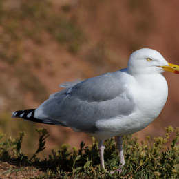 Urlaub2012-06-14_Helgoland_42