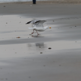 Urlaub2012-06-15_Helgoland_38