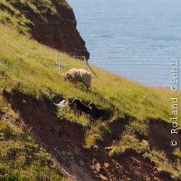 Urlaub2012-06-14_Helgoland_26