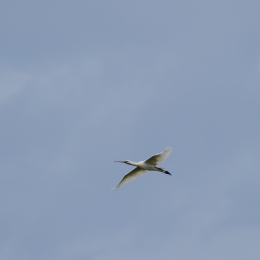 Urlaub2012-06-17_Langeoog_20