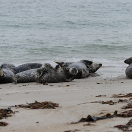Urlaub2012-06-15_Helgoland_31