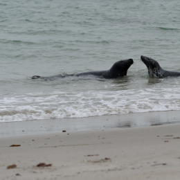Urlaub2012-06-15_Helgoland_16