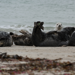 Urlaub2012-06-15_Helgoland_10