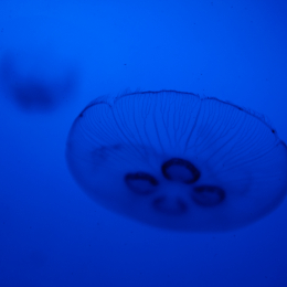 Urlaub2012-06-13_Bremerhaven_74