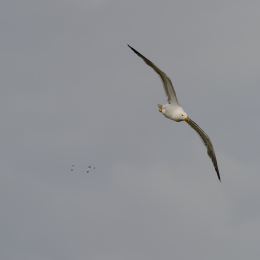Urlaub2012-06-17_Langeoog_31