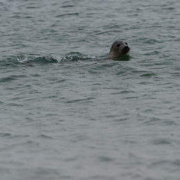 Urlaub2012-06-15_Helgoland_34