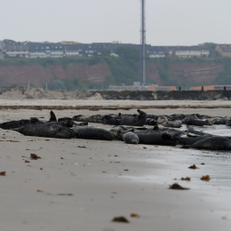 Urlaub2012-06-15_Helgoland_37