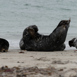 Urlaub2012-06-15_Helgoland_07