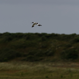 Urlaub2012-06-17_Langeoog_14