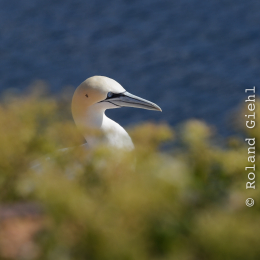 Urlaub2012-06-14_Helgoland_58