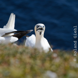 Urlaub2012-06-14_Helgoland_62