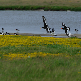Urlaub2012-06-17_Langeoog_32