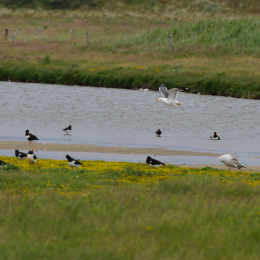 Urlaub2012-06-17_Langeoog_05