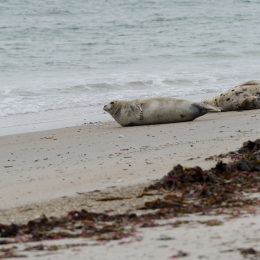 Urlaub2012-06-15_Helgoland_01