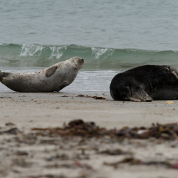 Urlaub2012-06-15_Helgoland_11