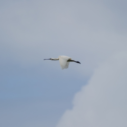 Urlaub2012-06-17_Langeoog_23