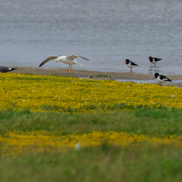 Urlaub2012-06-17_Langeoog_25