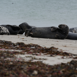Urlaub2012-06-15_Helgoland_19
