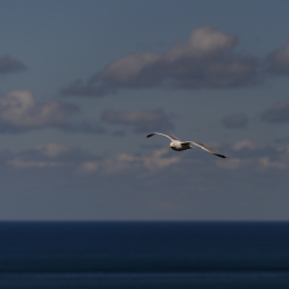 Urlaub2012-06-14_Helgoland_30