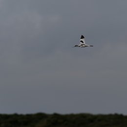 Urlaub2012-06-17_Langeoog_16