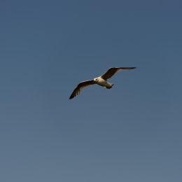 Urlaub2012-06-14_Helgoland_35