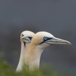 Helgoland-20130624-53