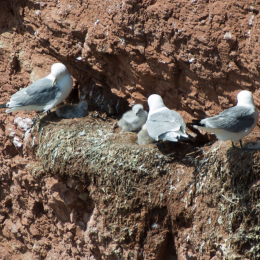 Helgoland-20130629-09