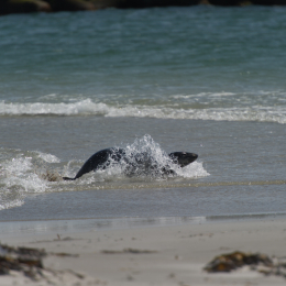 Helgoland-20130625-18