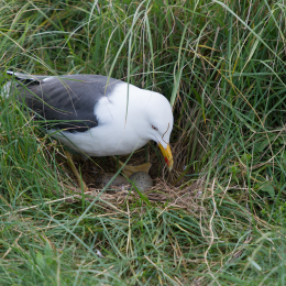 Helgoland-20130623-31