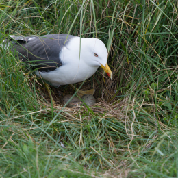 Helgoland-20130623-32