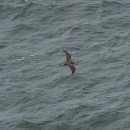 Helgoland-20130626-20