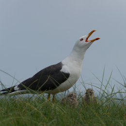 Helgoland-20130623-24