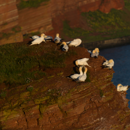 Helgoland-20130622-18