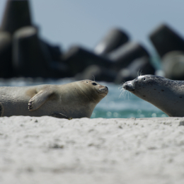 Helgoland-20130623-04