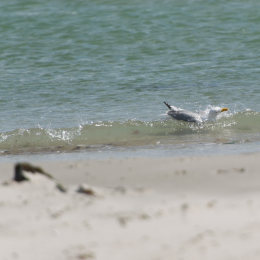 Helgoland-20130625-28