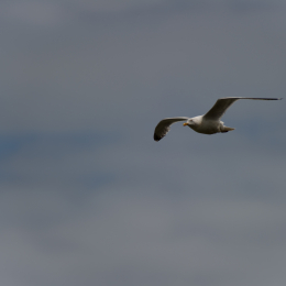 Helgoland-20130624-13