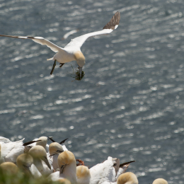 Helgoland-20130629-30