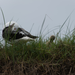 Helgoland-20130623-12
