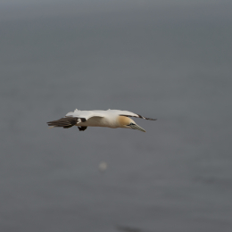 Helgoland-20130624-59
