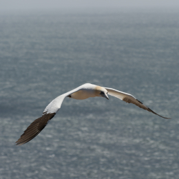 Helgoland-20130629-24